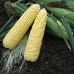 Hybrid Supersweet Yellow Corn - XTH1572