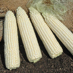 Hybrid Supersweet White Corn - XTH3174