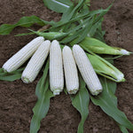 Hybrid Supersweet White Corn - XTH3674