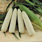 Hybrid Supersweet White Corn - XTH3774