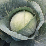 Hybrid Green Cabbage - Xtreme Vantage