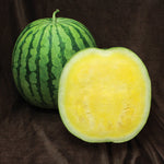 Hybrid Triploid (Seedless) Yellow Flesh Watermelon - Yellow Buttercup