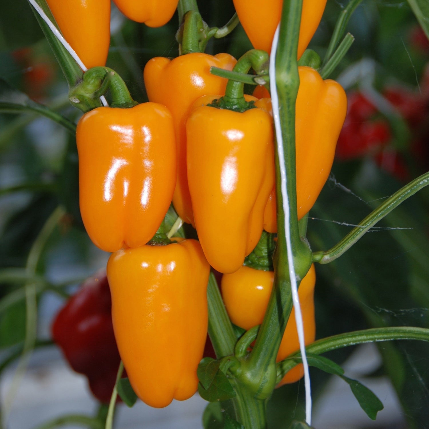 Hybrid Multicolored Mini Pepper - Sweetie Mix