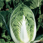 Hybrid Napa Cabbage - Yuki