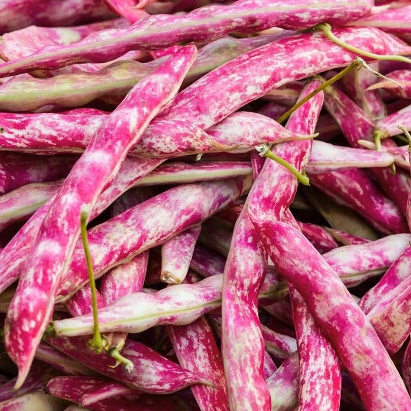 OP Cranberry Bean - French Horticultural