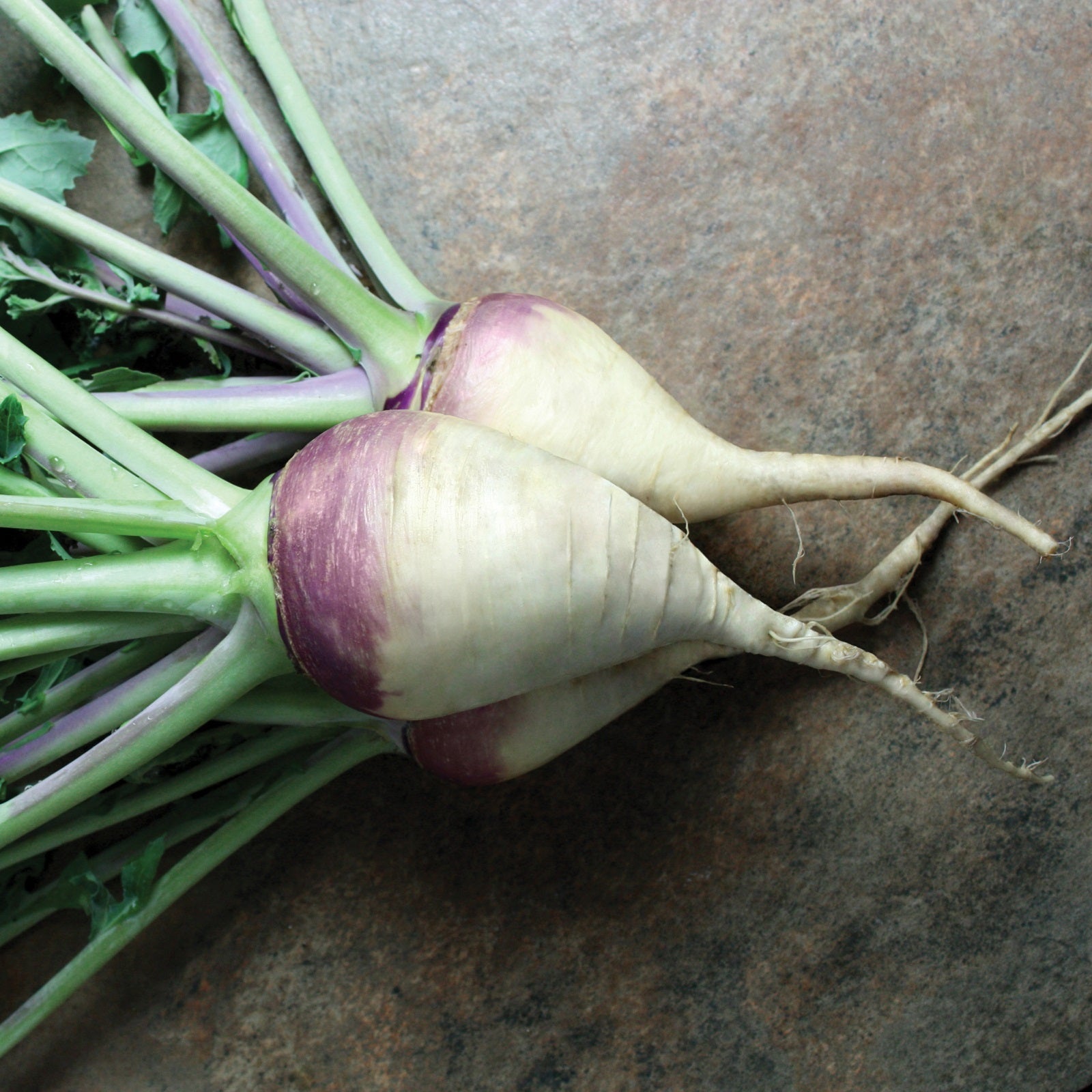 Rutabaga Seeds – Gowan