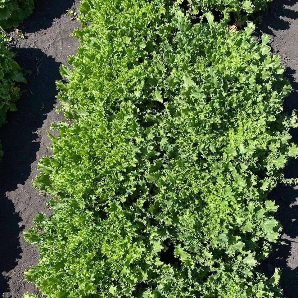 Endive Seeds Gowan