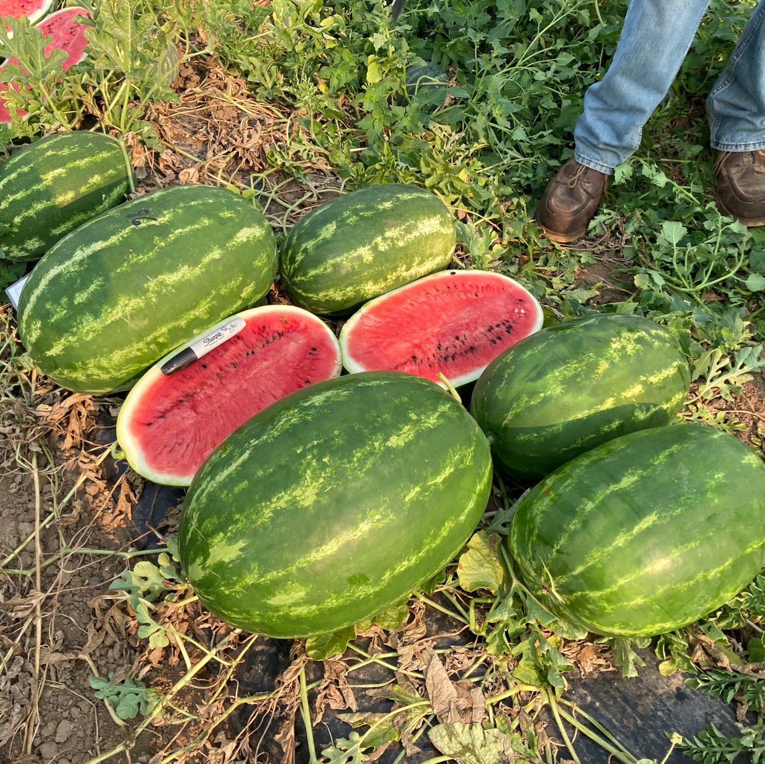 Hybrid Diploid (Seeded) Allsweet Rind Watermelon - Tidewater