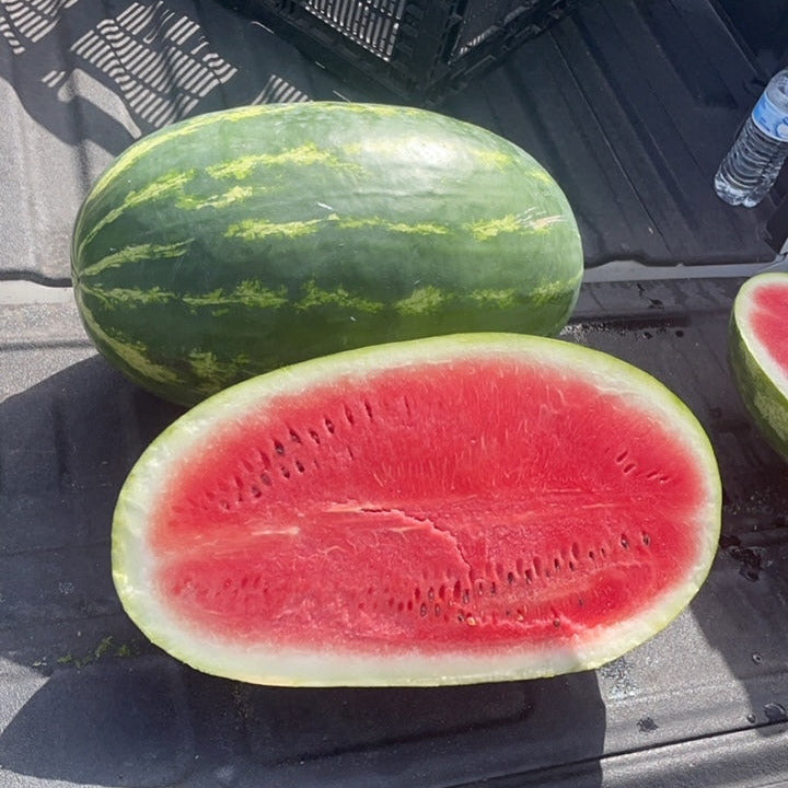 Hybrid Diploid (Seeded) Allsweet Rind Watermelon - Tidewater