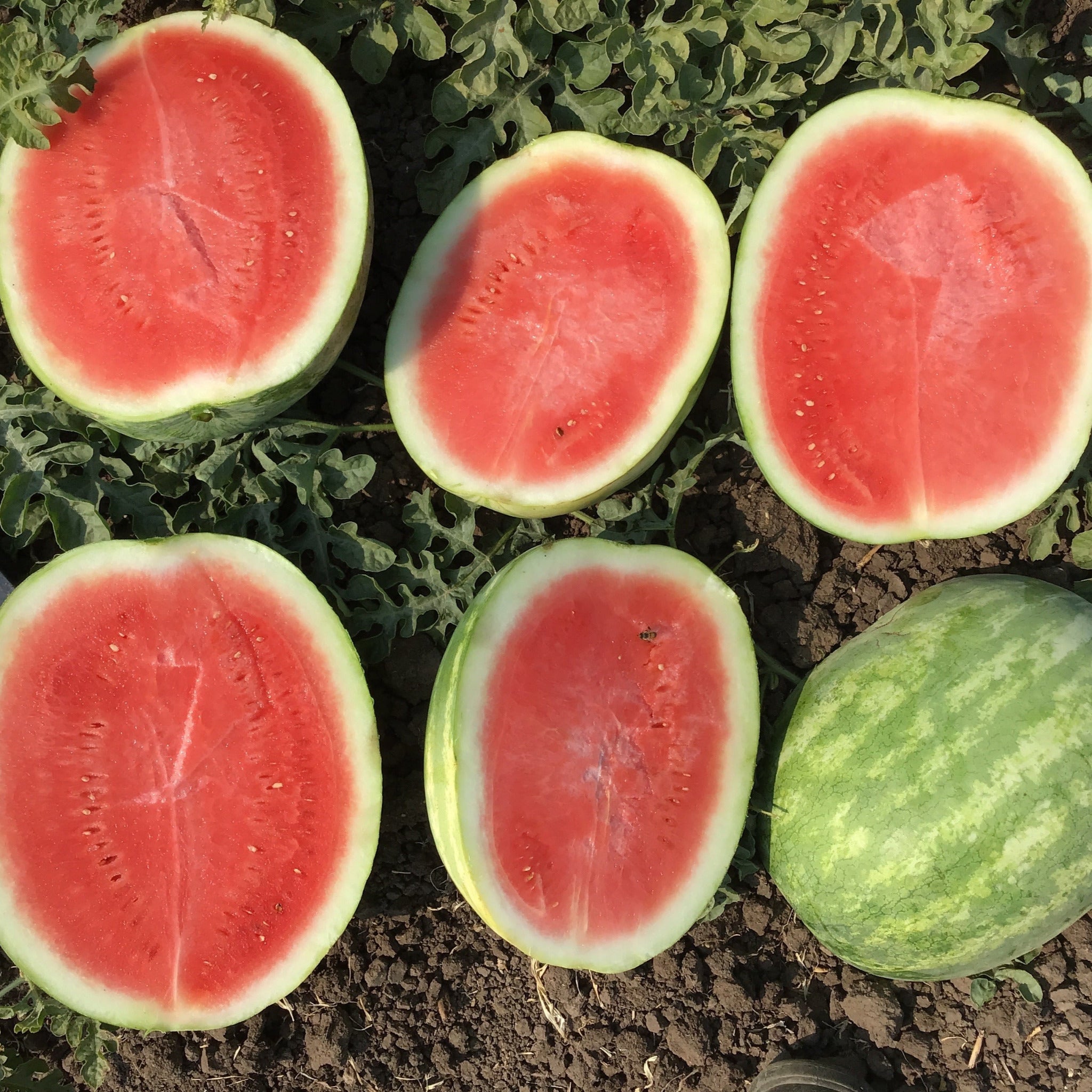 Hybrid Triploid (Seedless) Crimson Sweet Rind Watermelon - 6177