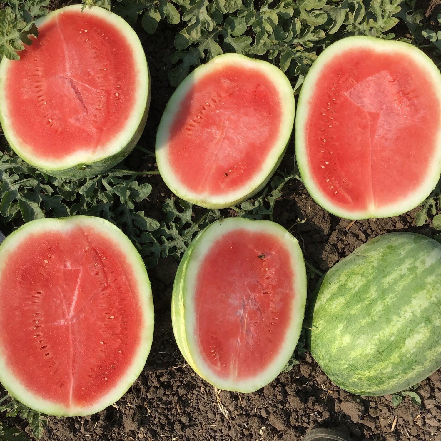 Hybrid Triploid (Seedless) Crimson Sweet Rind Watermelon - 6177 Plus SuperSeedless