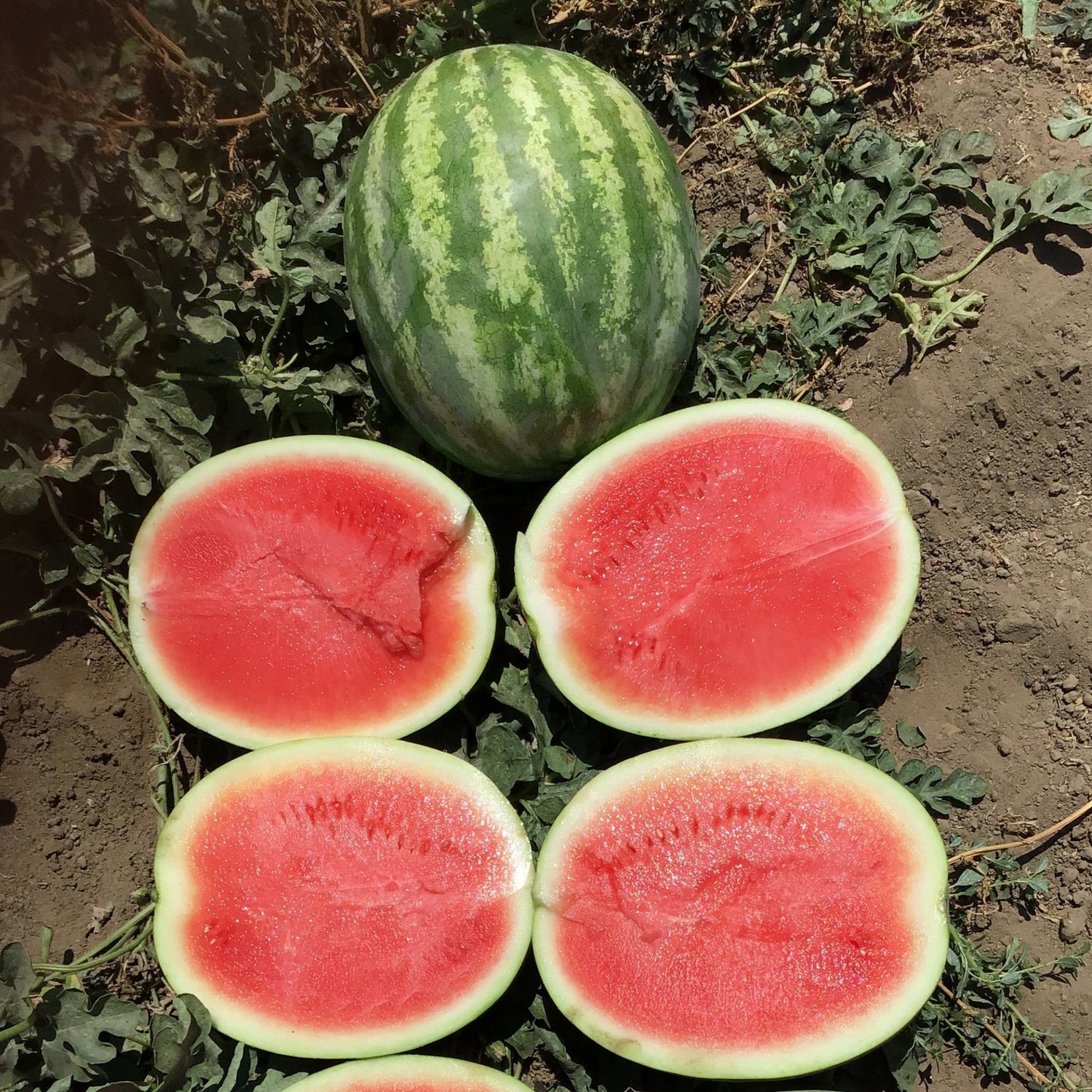 Hybrid Triploid (Seedless) Crimson Sweet Rind Watermelon - 7187HQ SuperSeedless