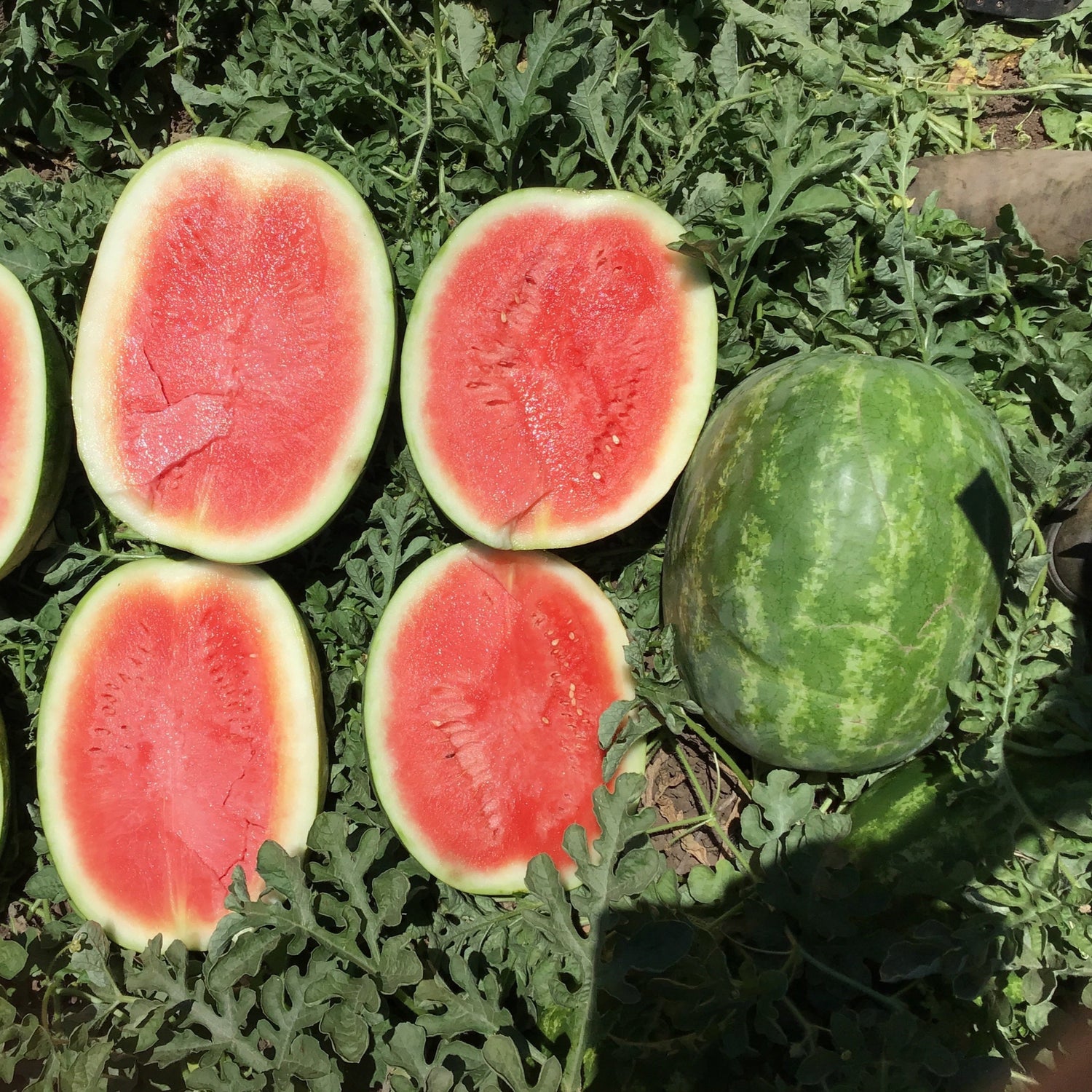 Hybrid Triploid (Seedless) Crimson Sweet Rind Watermelon - 7187HQ SuperSeedless