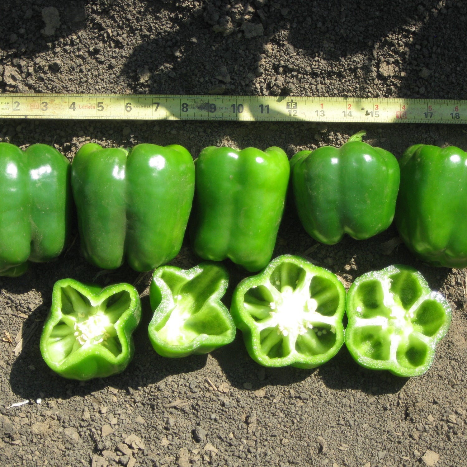 Hybrid Yellow Bell Pepper - Abay