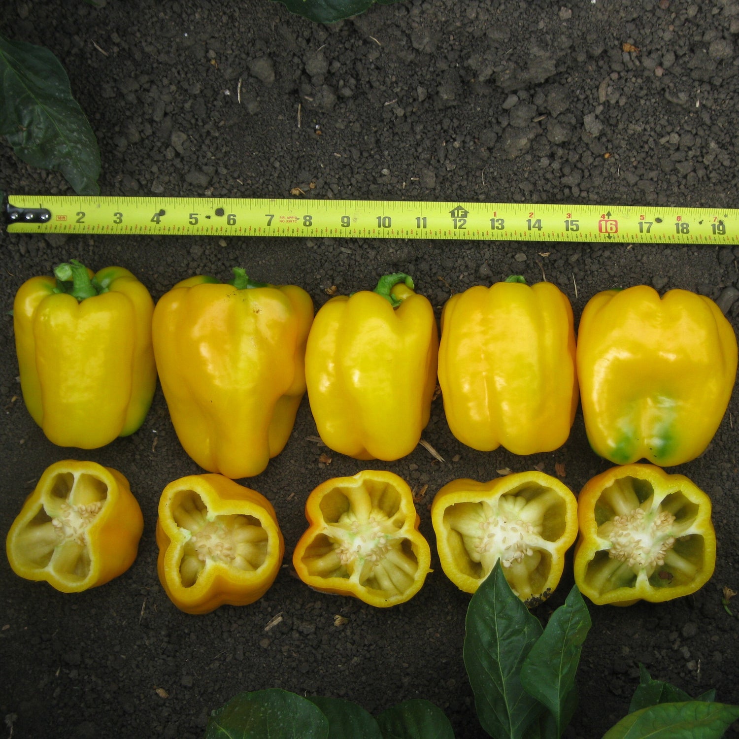 Hybrid Yellow Bell Pepper - Abay