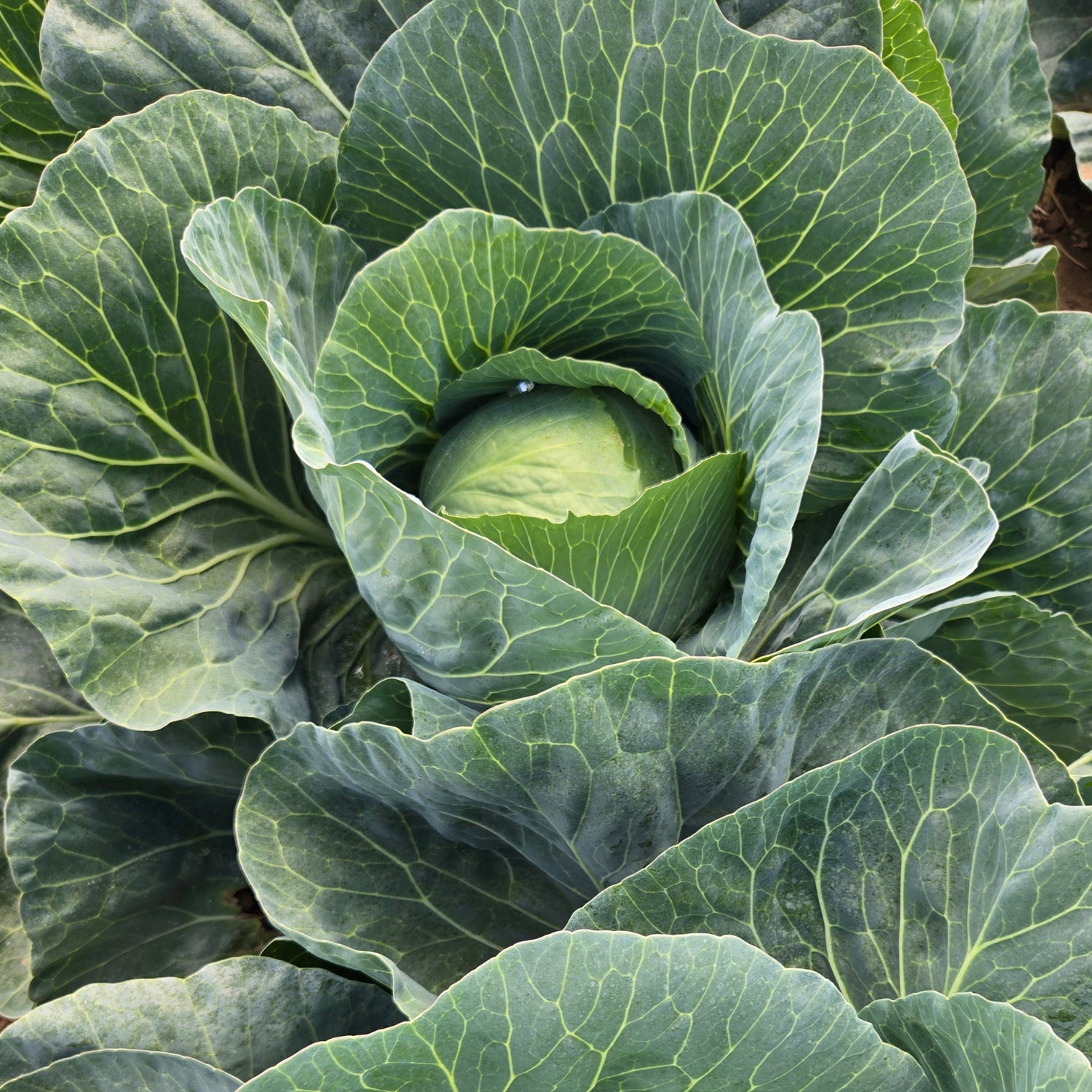 Hybrid Green Cabbage - Accolade