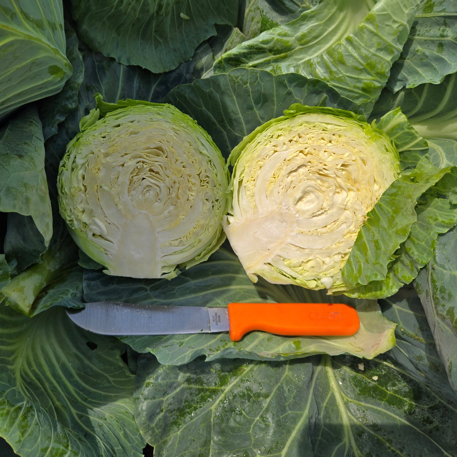 Two halves of a cabbage with a knife on a bed of leaves