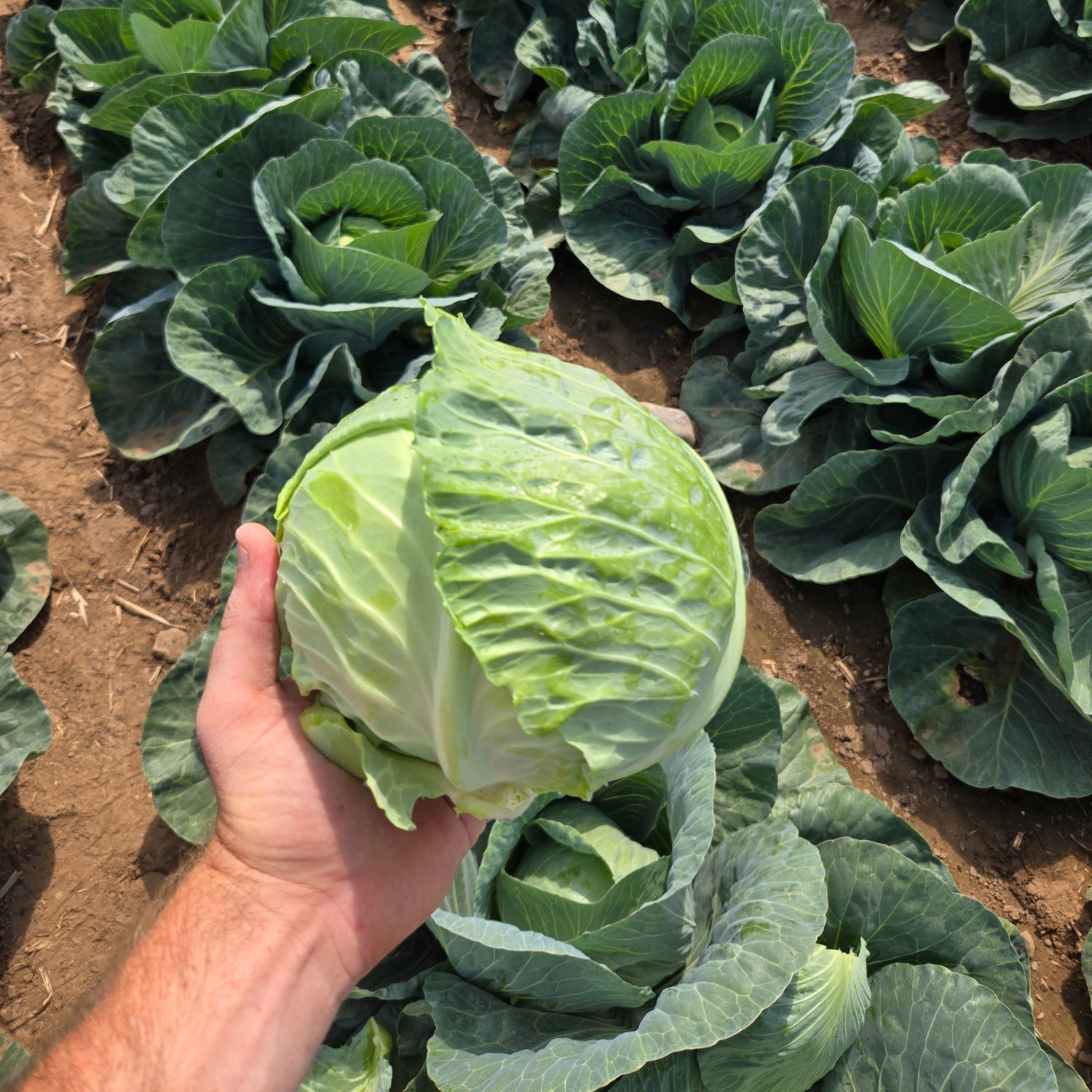 Hand holding a cabbage in a field of cabbages