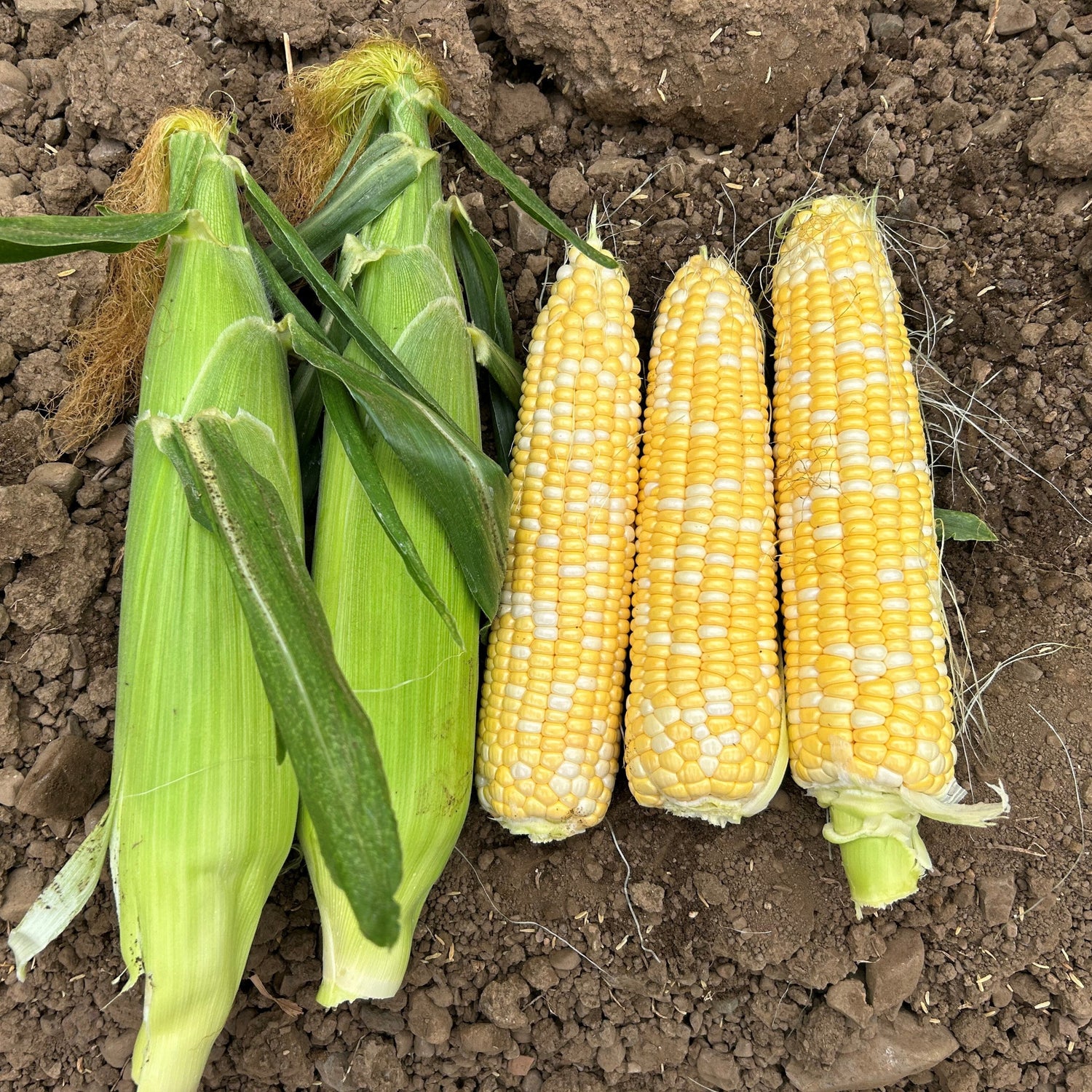 Hybrid Supersweet Bicolor Corn - Agave MXR