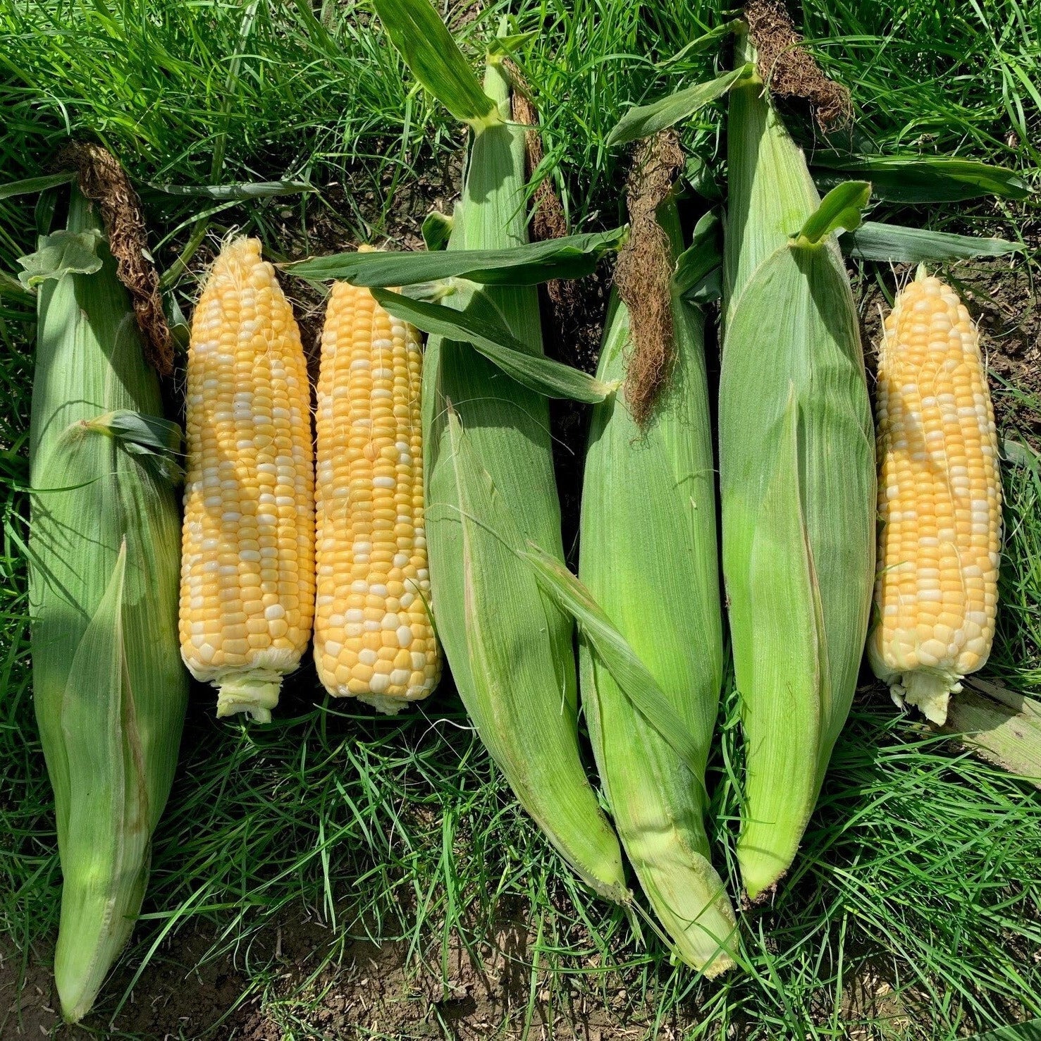 Hybrid Supersweet Bicolor Corn - Agave MXR
