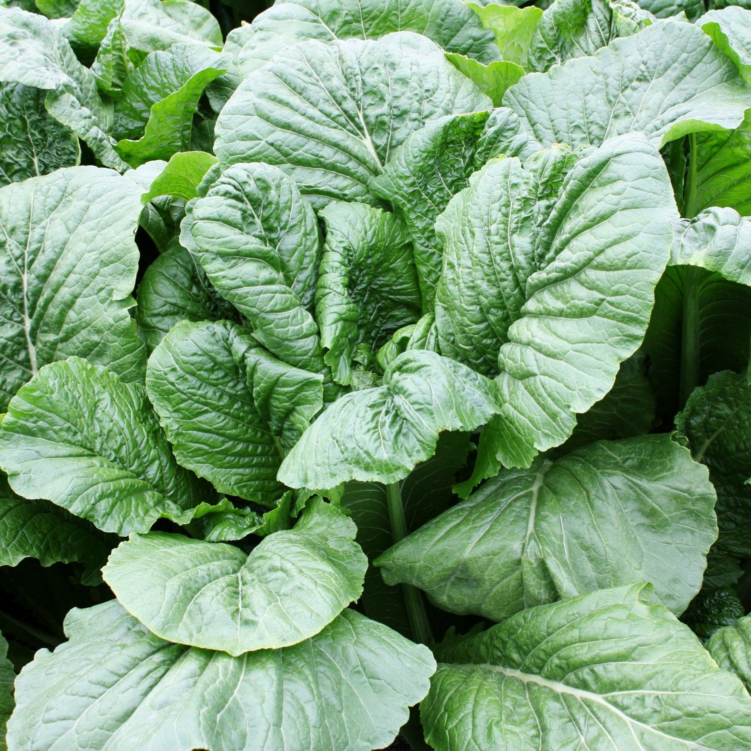 Hybrid Turnip - Alamo