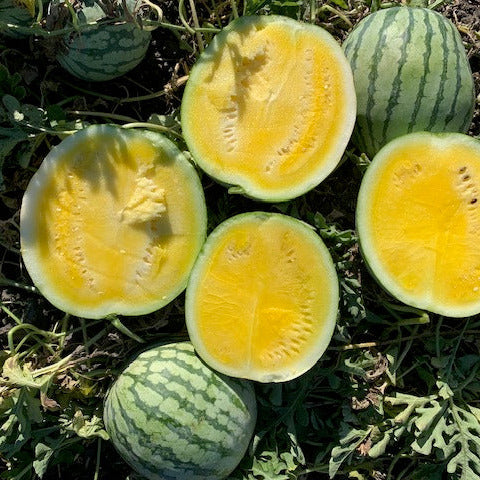 Hybrid Triploid (Seedless) Yellow Flesh Watermelon - Amarillo