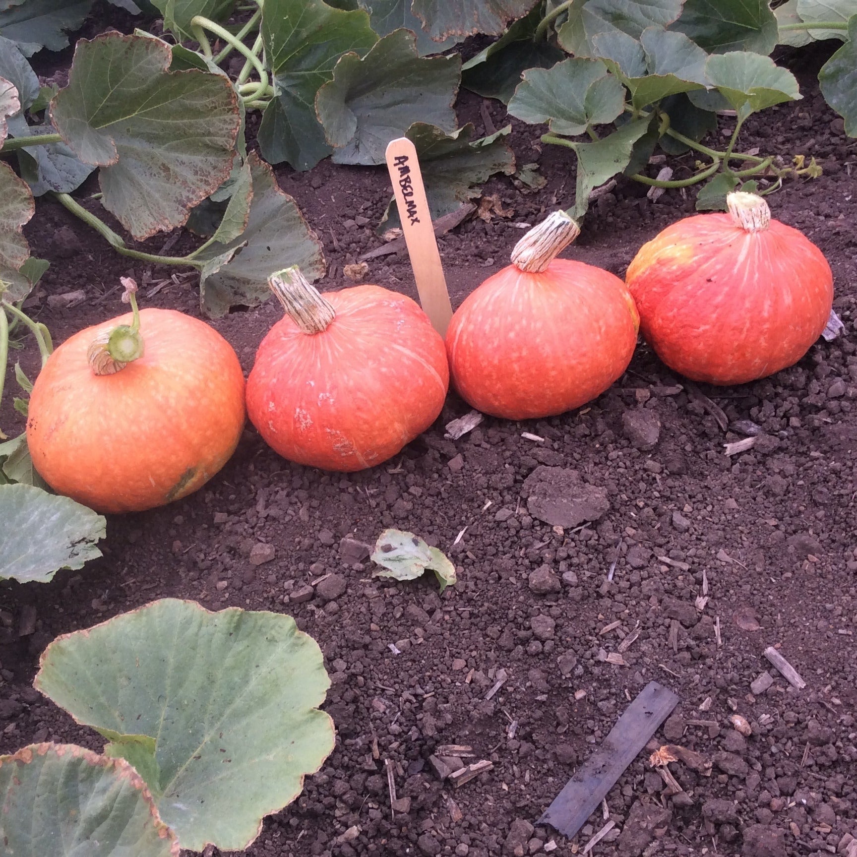 Hybrid Buttercup/Kabocha Squash - Ambermax – Gowan