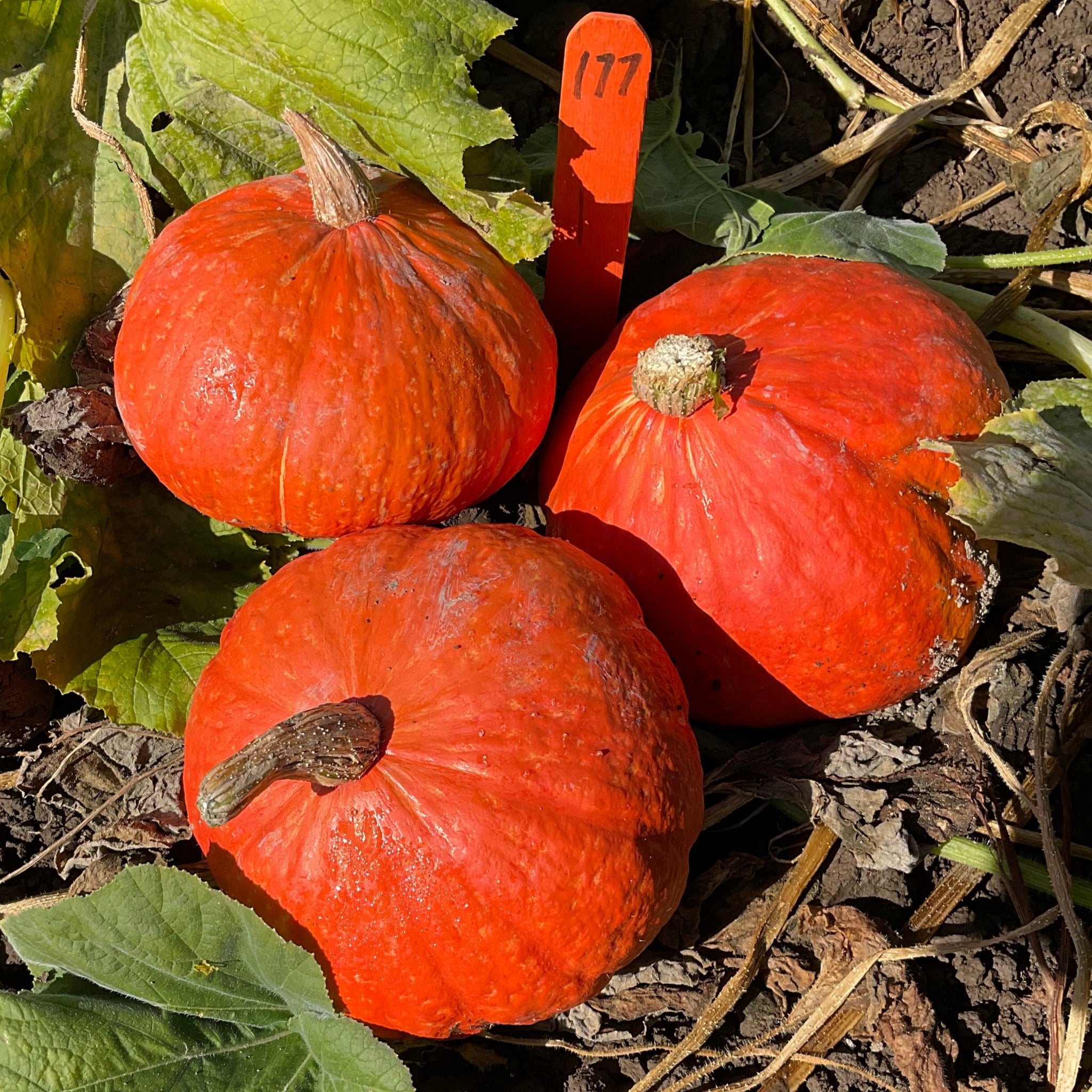 【kabochan様ご予約】 Hybrid Buttercup/Kabocha Squash - Ambermax – Gowan