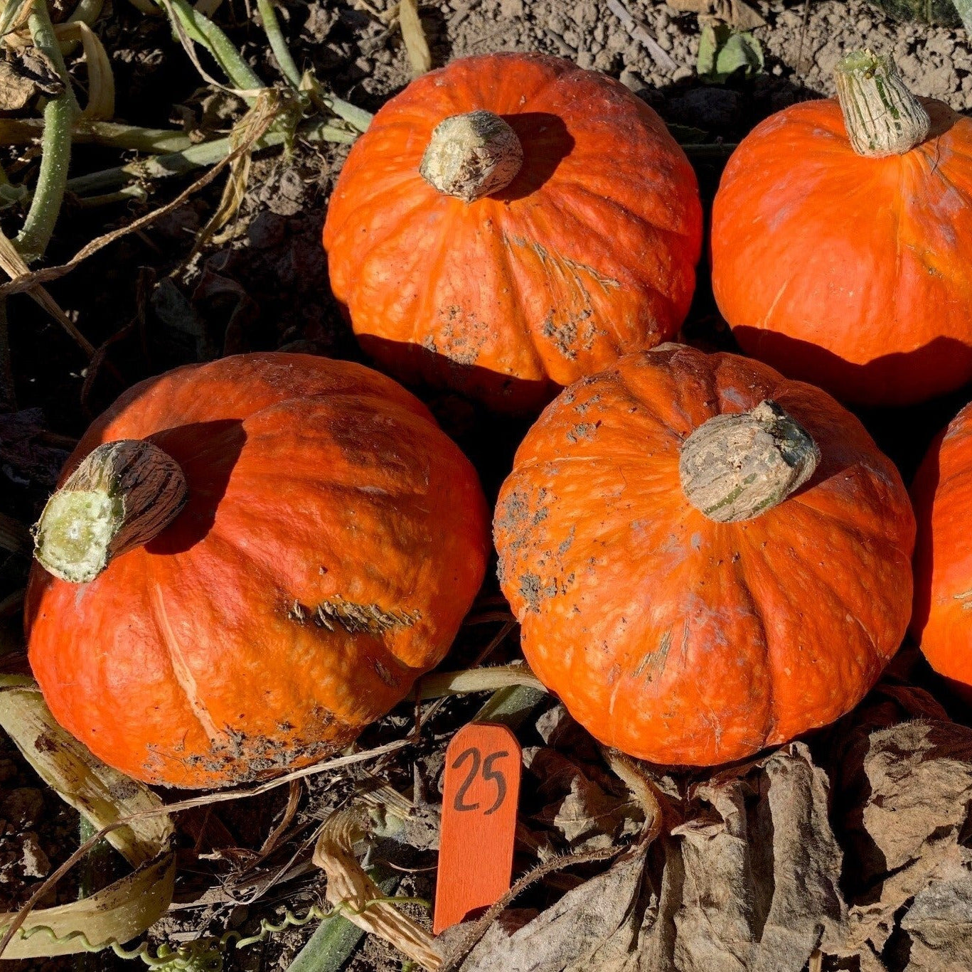 Hybrid Buttercup/Kabocha Squash - Ambermax – Gowan