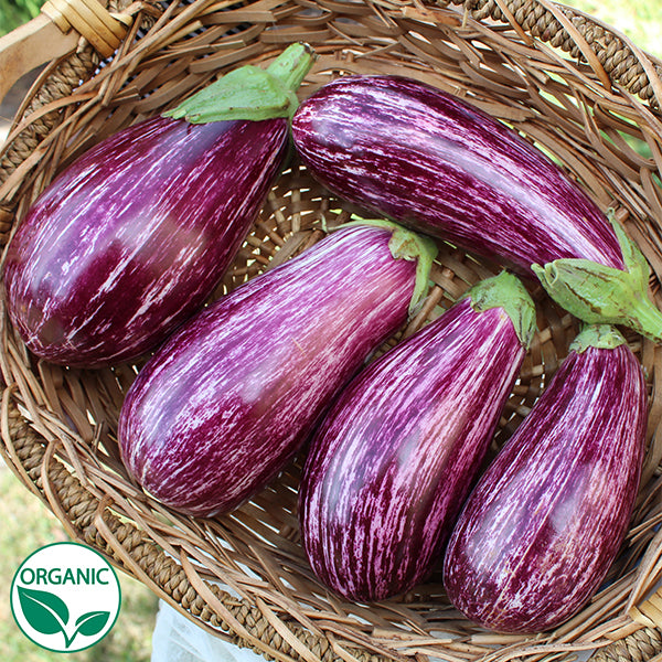 Hybrid Striped Italian Eggplant - Annina