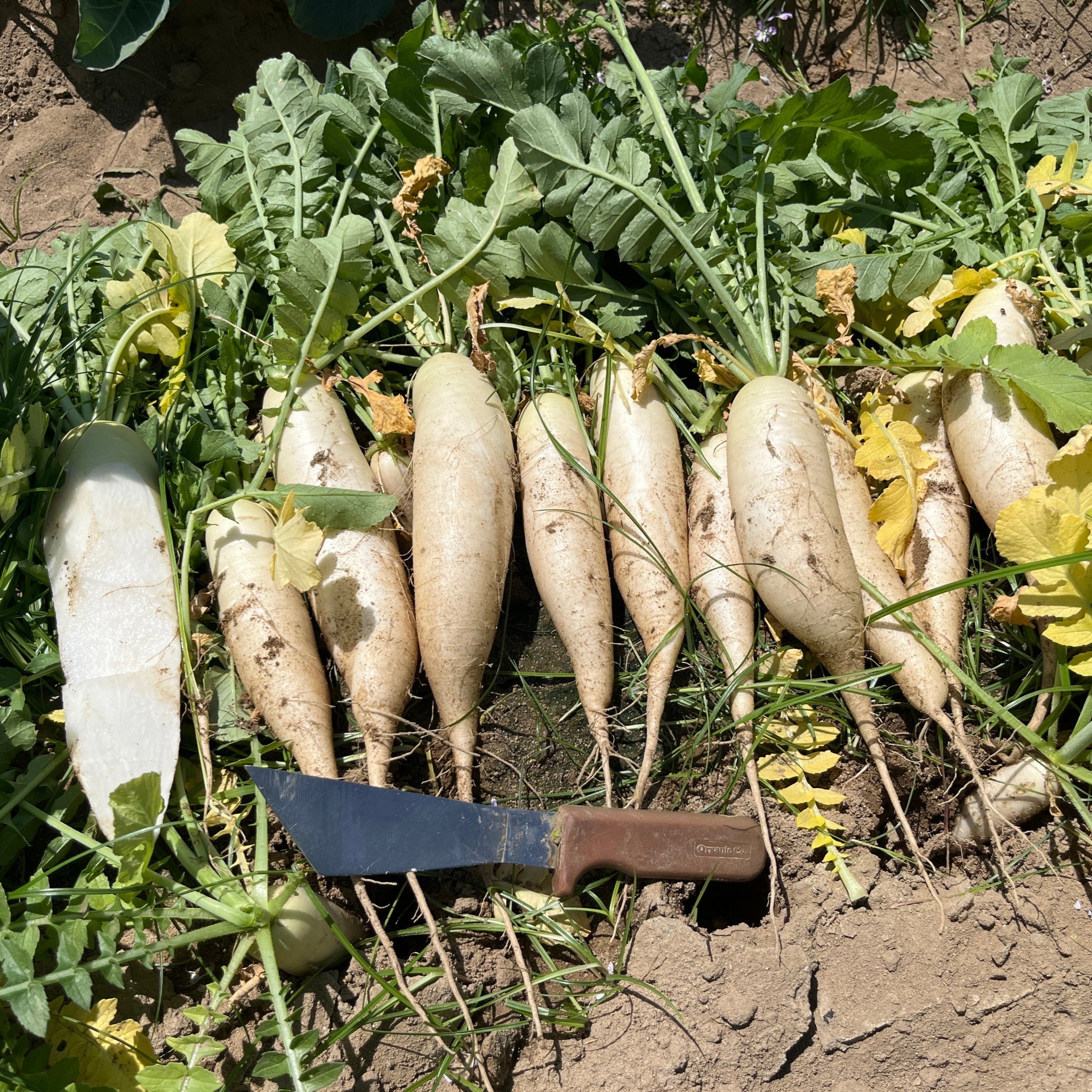 Daikon Hybrid Daikon Radish - April Cross – Gowan
