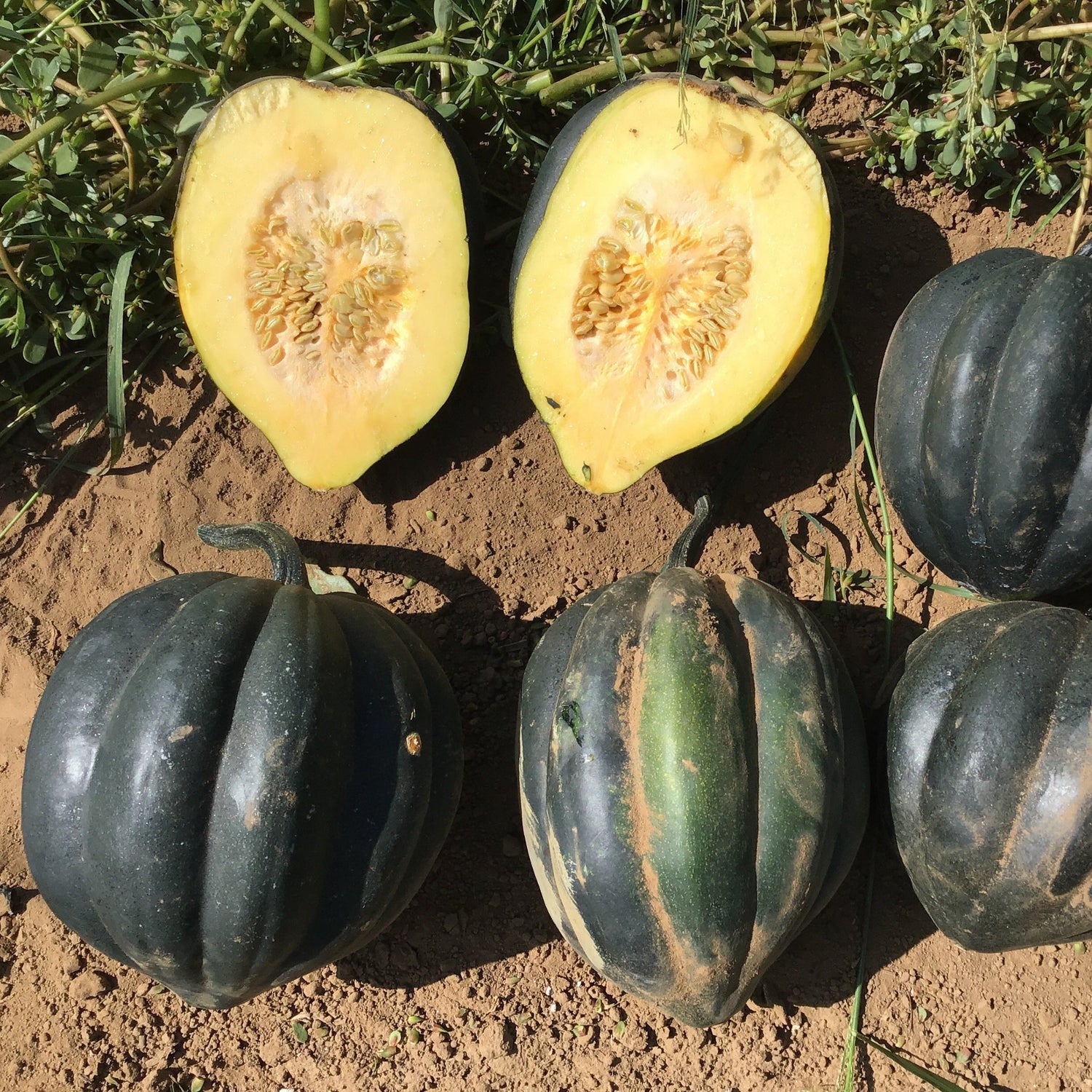 Hybrid Acorn Squash - Autumn Perfection