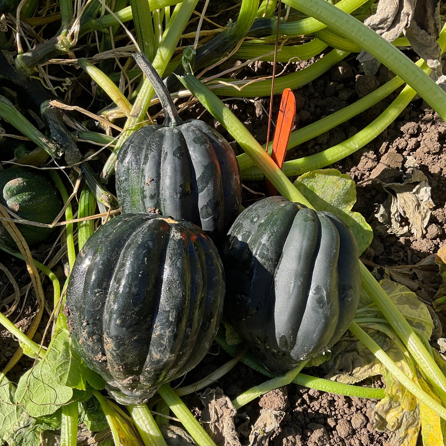 Hybrid Acorn Squash - Autumn Perfection