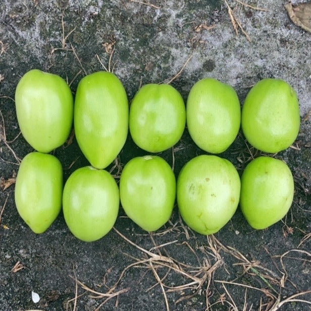 Hybrid Roma/Saladette Red Tomato - BHN 1045