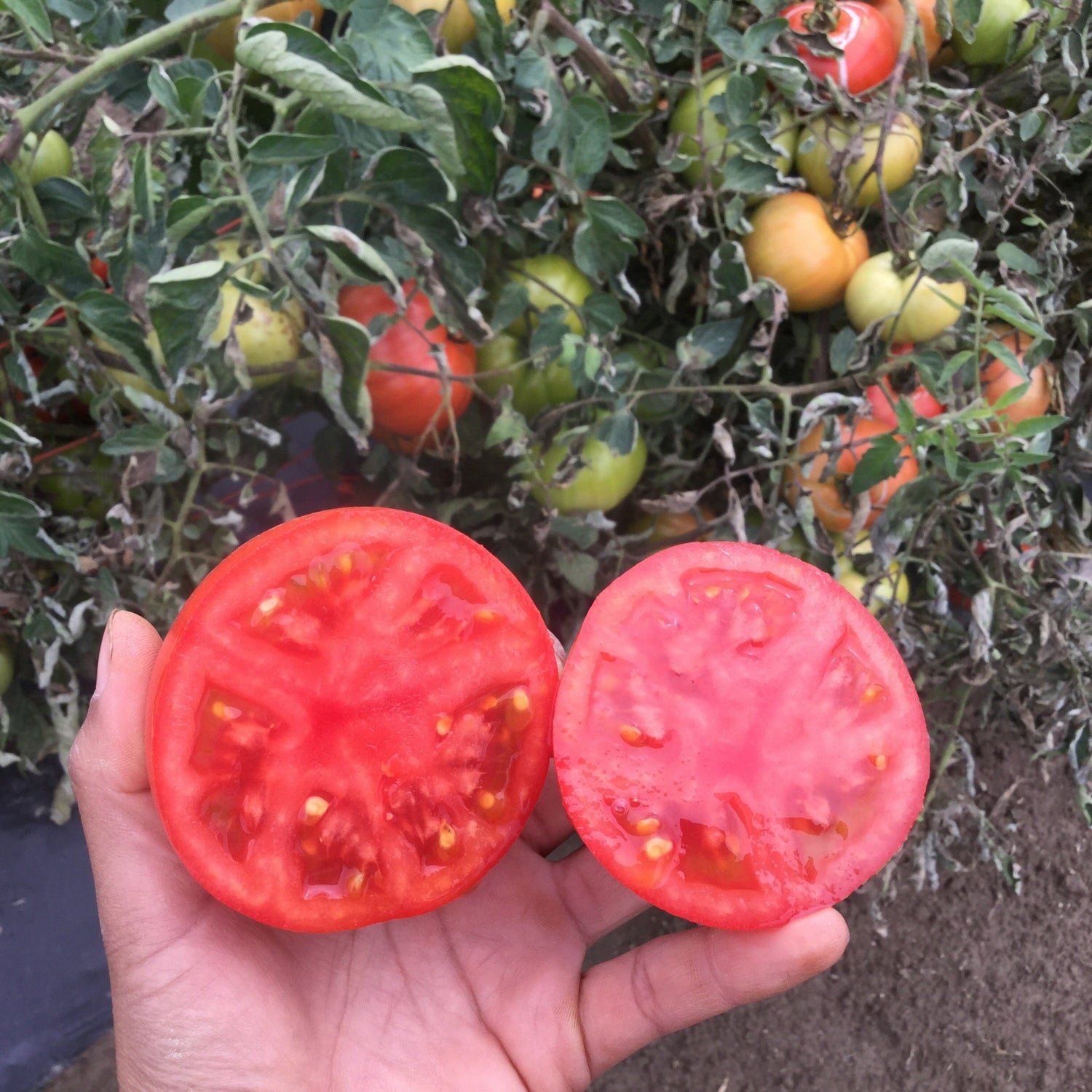 Hybrid Round Red Tomato - BHN 589