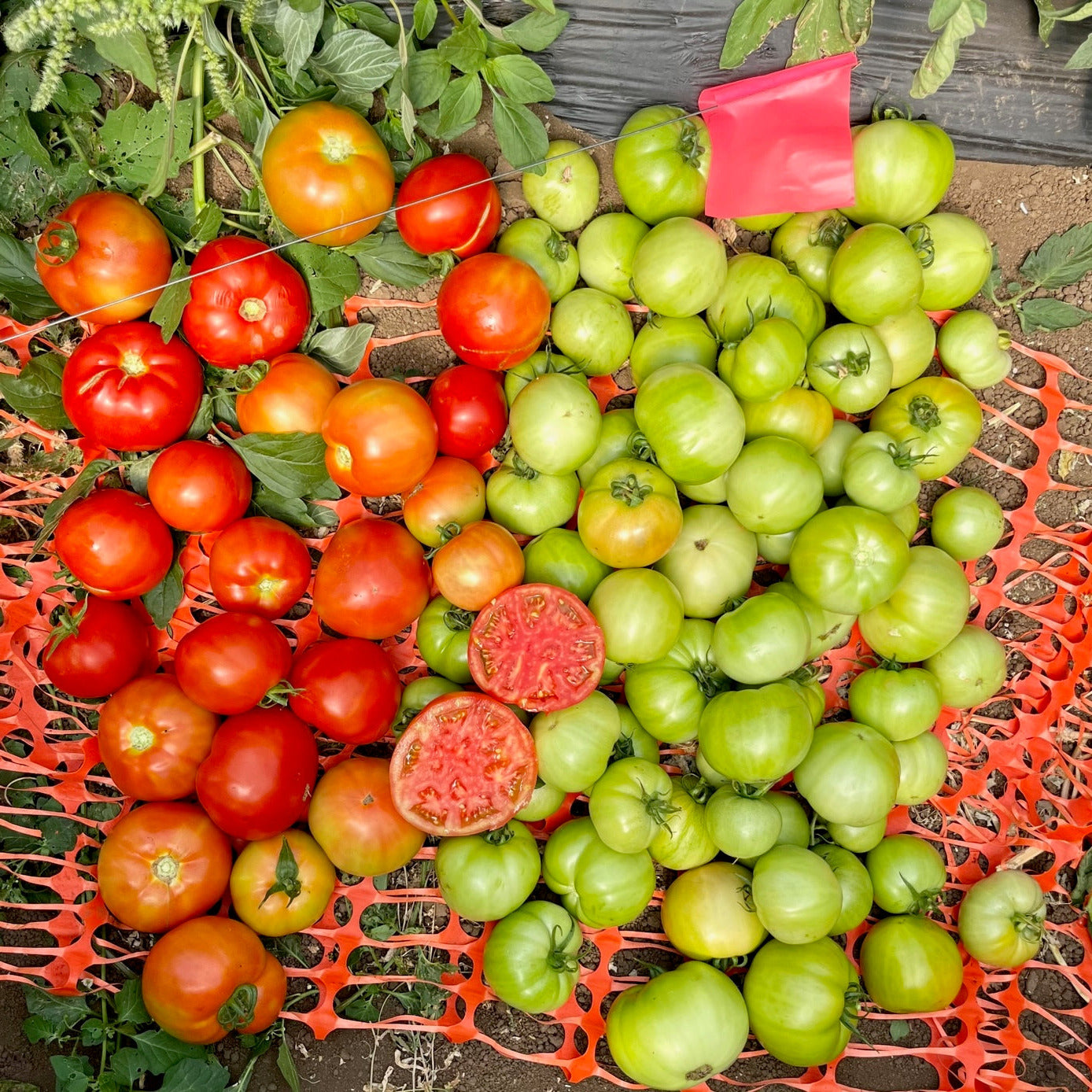 Hybrid Round Red Tomato - BHN 589