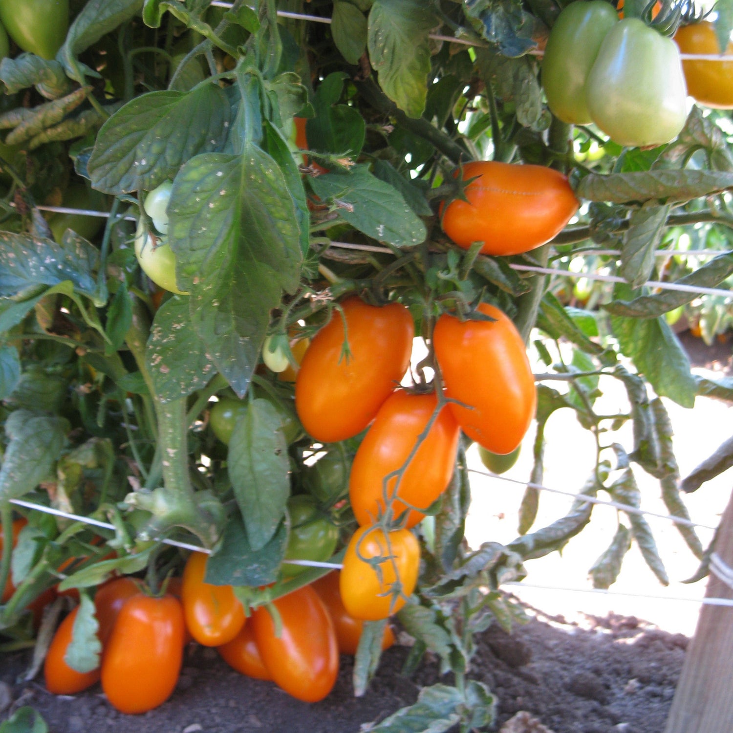 Hybrid Roma/Saladette Yellow Tomato - BHN 783