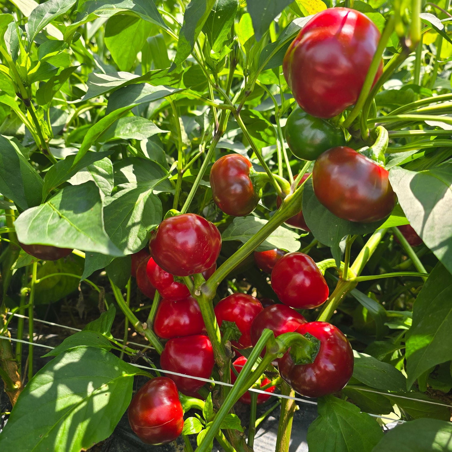 Hybrid Hot Cherry Pepper - BOS 425