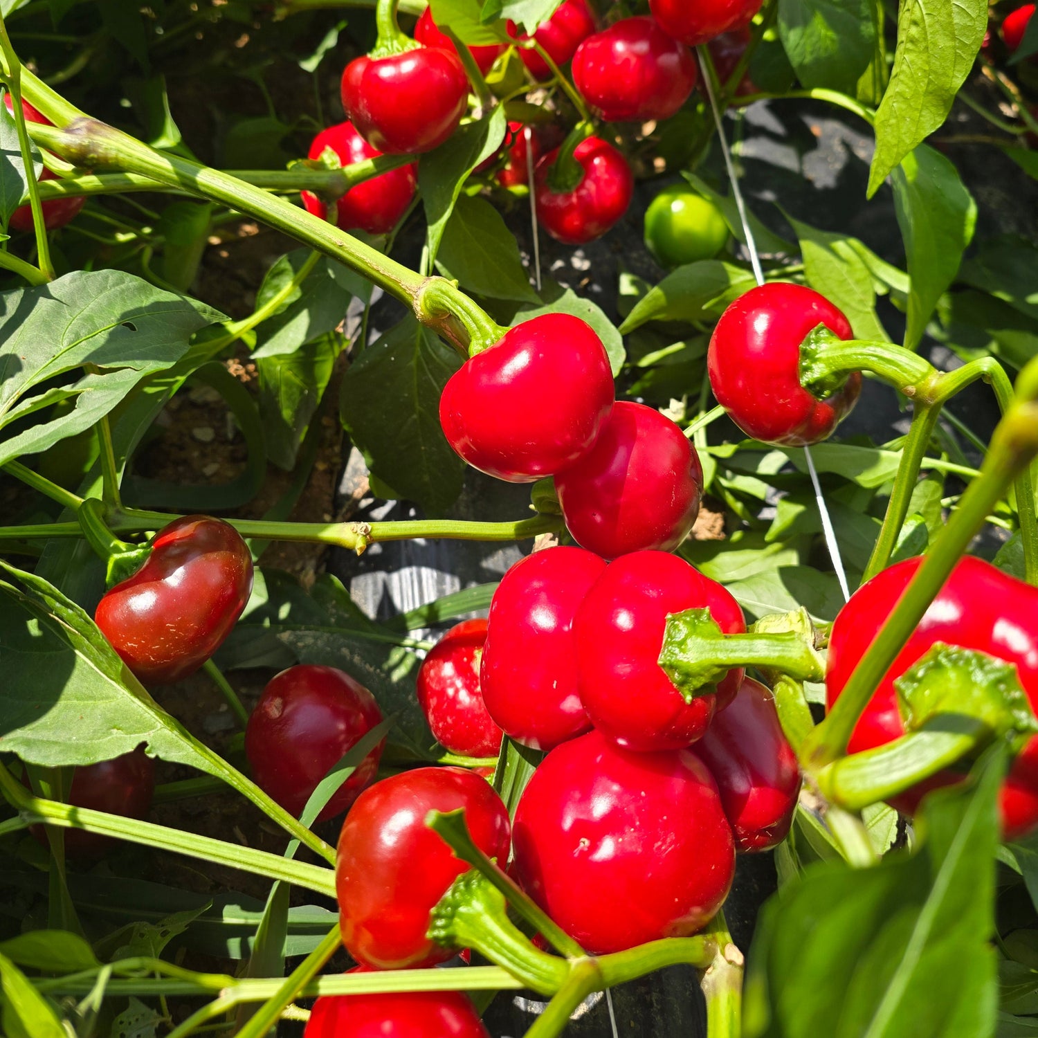 Hybrid Hot Cherry Pepper - BOS 425
