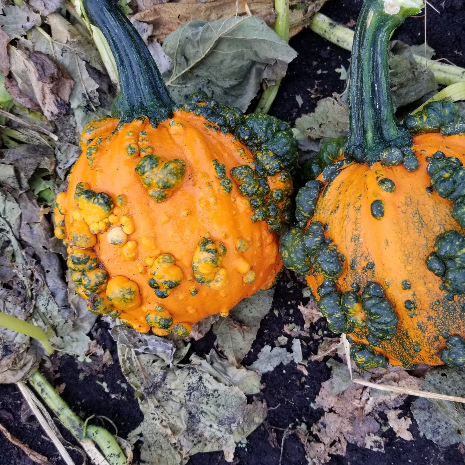 Hybrid Warted Pumpkin - Baby Bumps