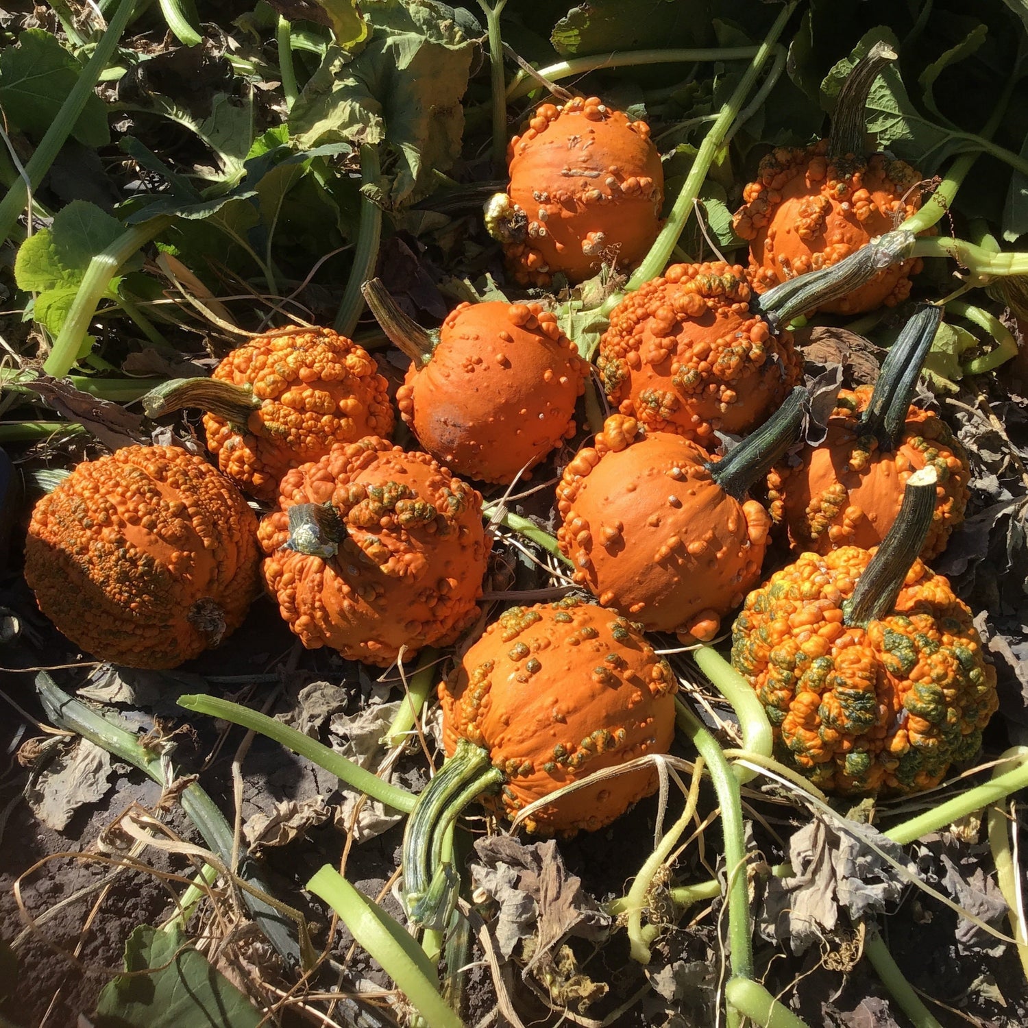 Hybrid Warted Pumpkin - Baby Bumps