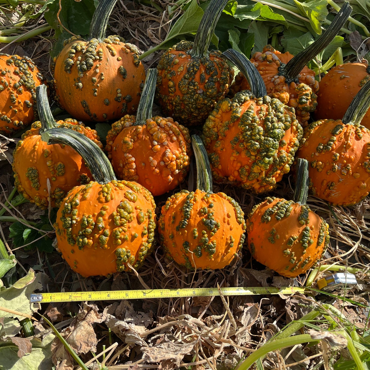 Hybrid Warted Pumpkin - Baby Bumps