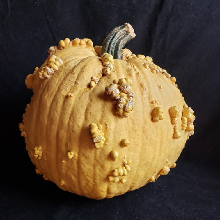 Hybrid Warted Pumpkin - Bad Jelly