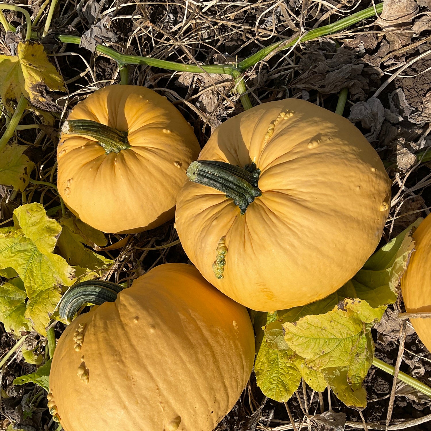 Hybrid Warted Pumpkin - Bad Jelly