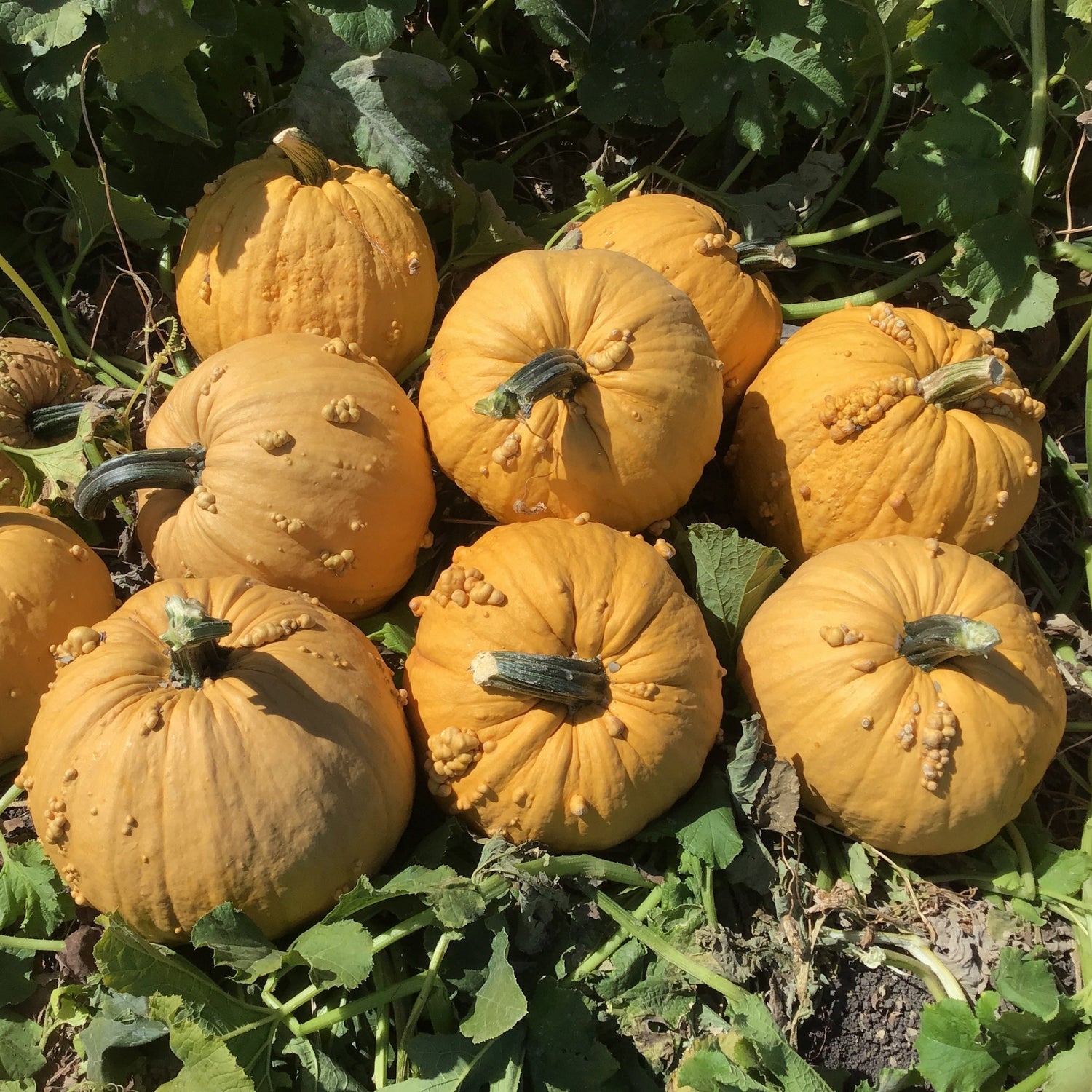 Hybrid Warted Pumpkin - Bad Jelly