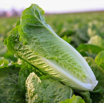 OP Green Romaine Lettuce - Bandolero