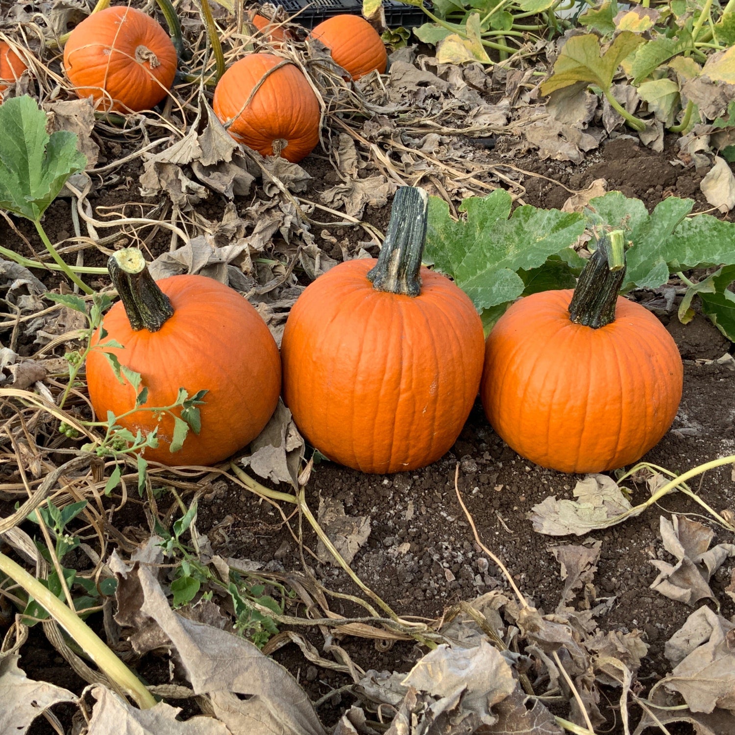 Hybrid Small/Pie Pumpkin - Bisbee Gold