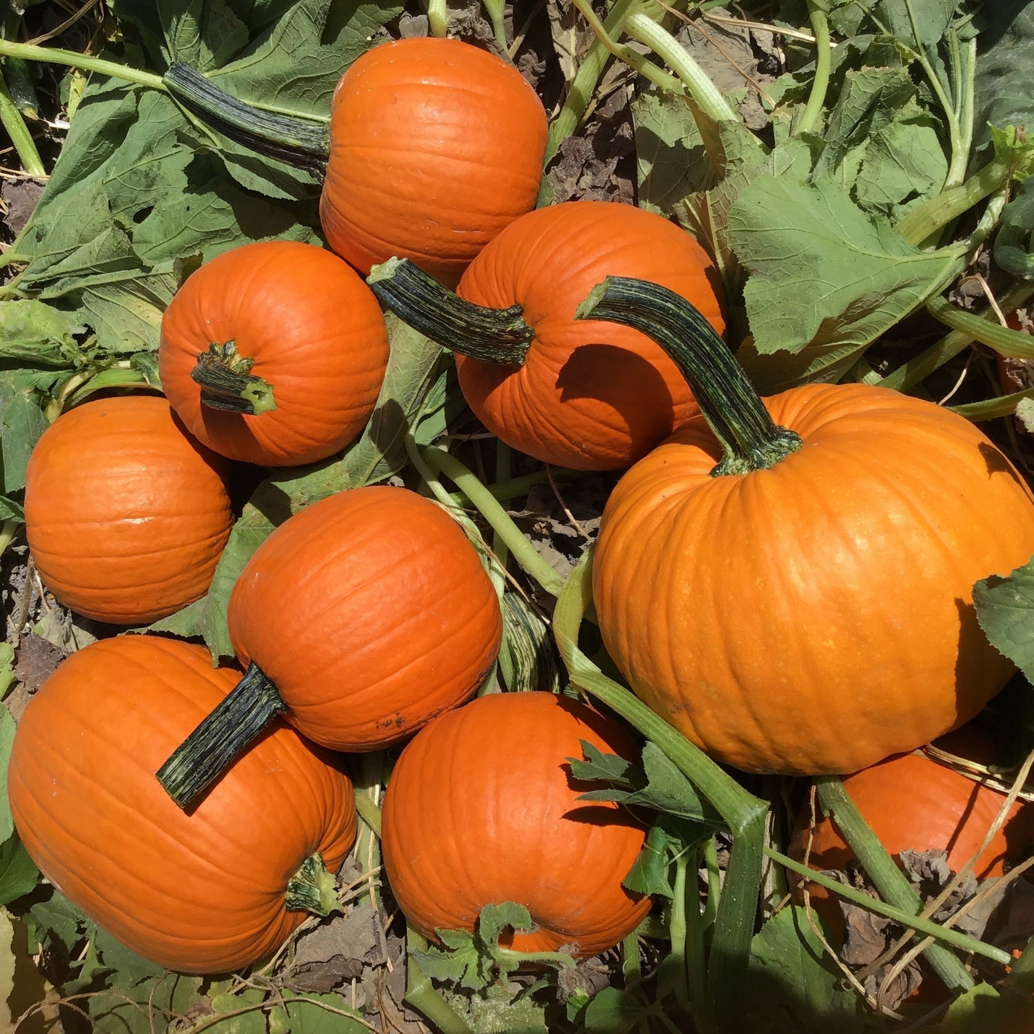 Hybrid Small/Pie Pumpkin - Bisbee Gold