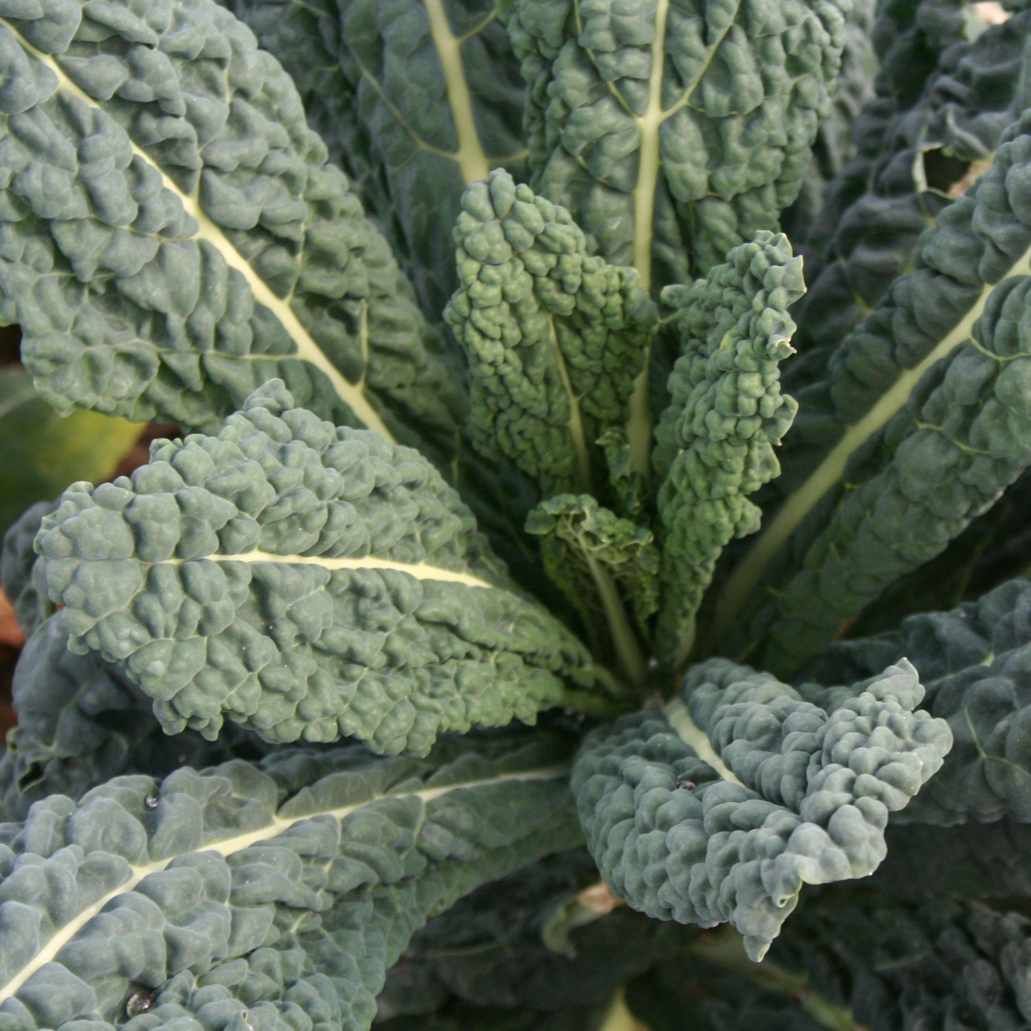 OP Kale - Black Magic
