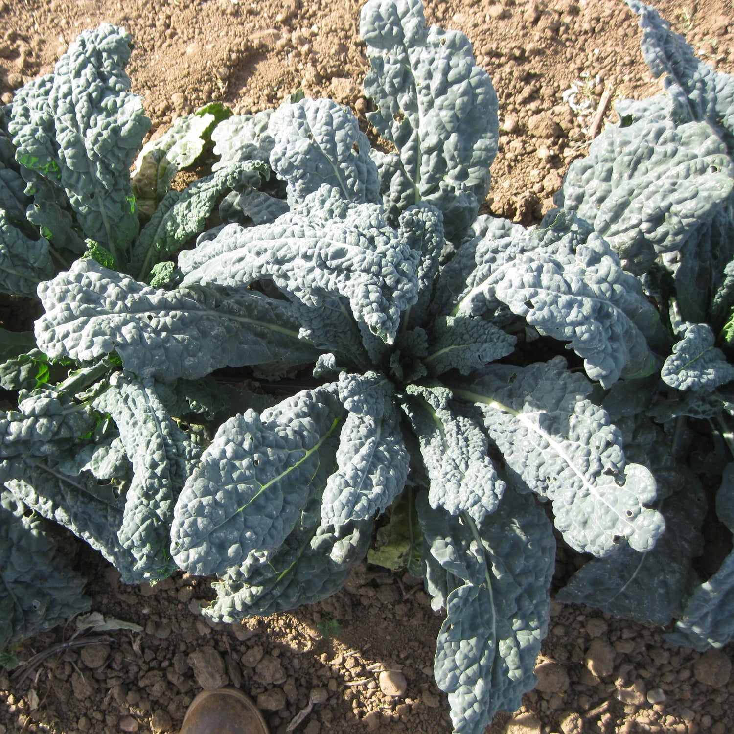 OP Kale - Black Magic